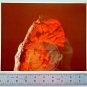 LIZARD MONSTER 8x10 Color (1 photo) Flesh Gordon 1974 Movie RARE