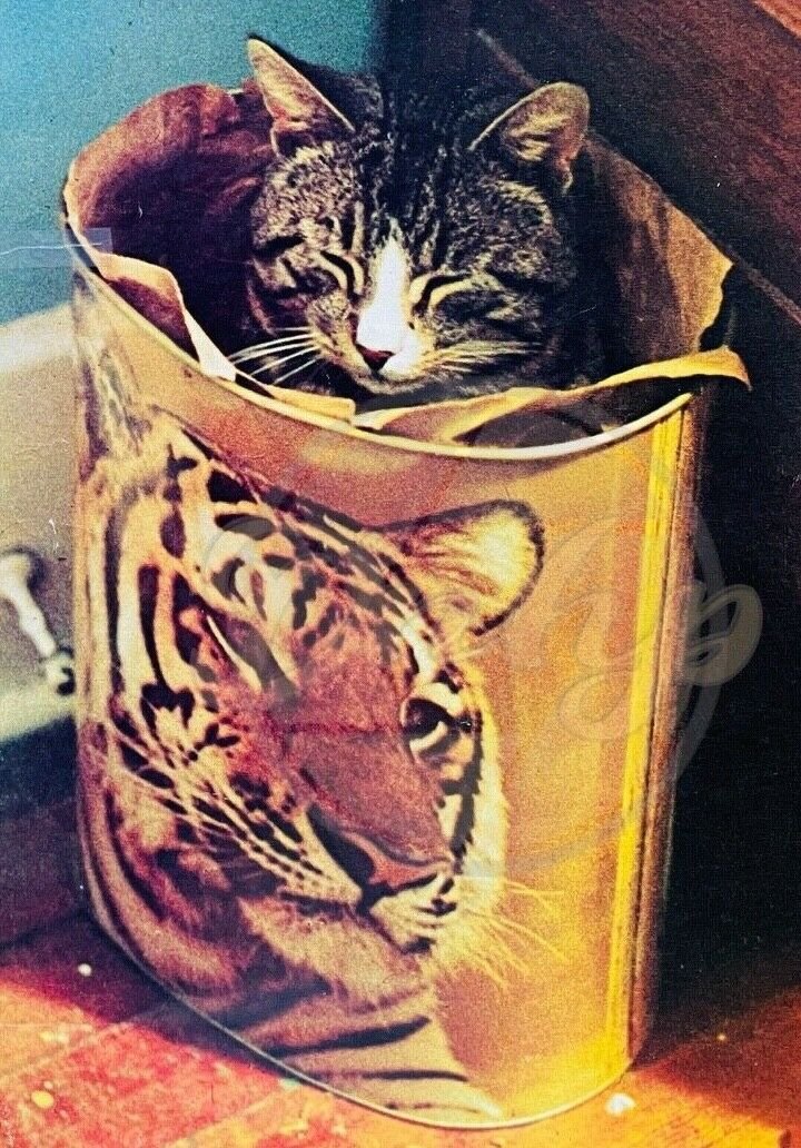 KITTEN Inside Tiger Trash Can Dream Big Argus Poster 1970s Made USA Vintage