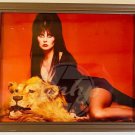 ELVIRA Laying On Lion Rug 8x10 Glossy Color Photo Framed Horror Vintage USA 18