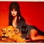 ELVIRA Laying On Lion Rug 8x10 Glossy Color Photo Framed Horror Vintage USA 18