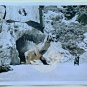 MYSTERIOUS ISLAND 8x10 B&W (1 photo) Dragon 1961 Lobby Card RARE