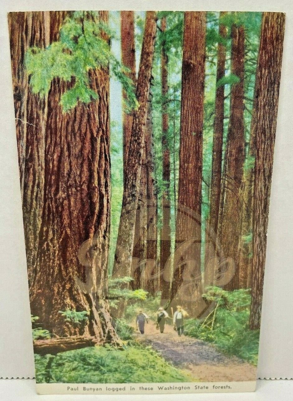 PAUL BUNYAN Washington State Forests Postcard After War Blank Made USA Vintage