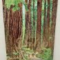 PAUL BUNYAN Washington State Forests Postcard After War Blank Made USA Vintage