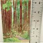 PAUL BUNYAN Washington State Forests Postcard After War Blank Made USA Vintage