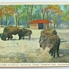 AMERICAN BISON BUFFALO Postcard 1923 Postmark 1 Cent Stamp Made USA Vintage
