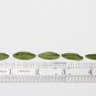 Olive leaves polymer clay, Green leaves beads 0.8"-1" (2cm-2.5 cm), Leaf jewelry supplies