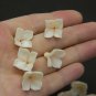 Pearl/ Beige flower Beads 0,6" ( 1,5 cm), Beige inside, pearl at the edges of the petals.