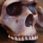 Homo Sapiens replica Skhul 5 Full-size reconstruction replica, Hominids, ancient