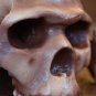 Homo Sapiens replica Skhul 5 Full-size reconstruction replica, Hominids, ancient