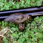 Antique Walking Stick Black Eagle Head Handle Wooden Walking Stick/ Walking Cane