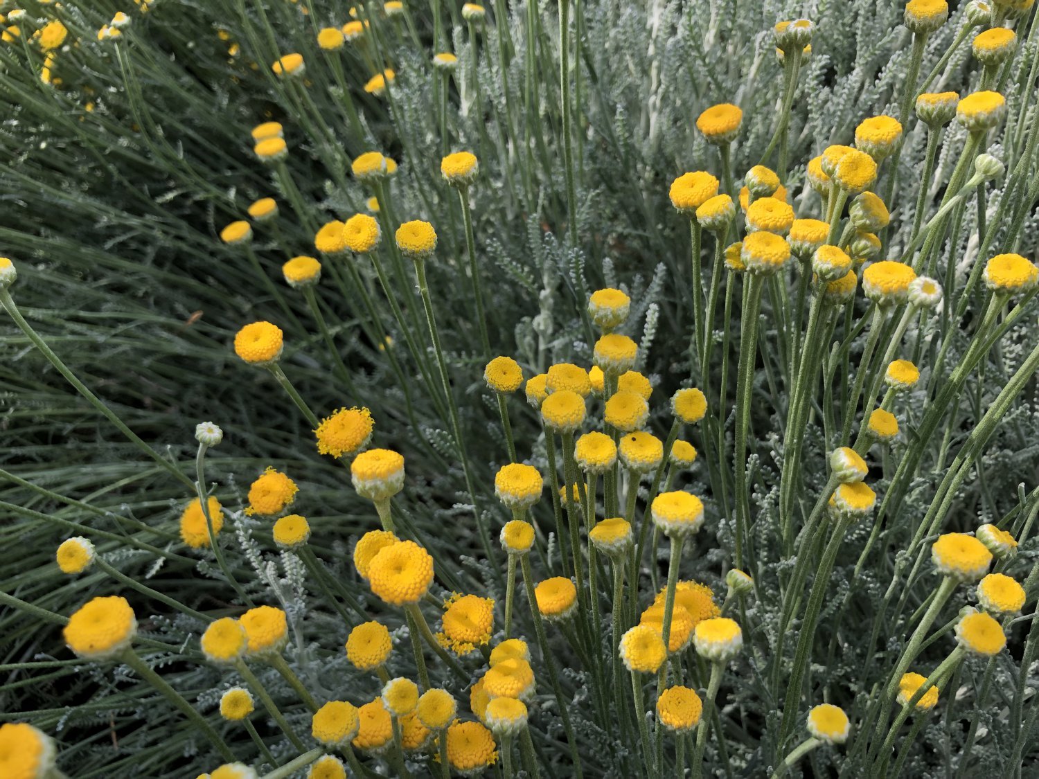 1 Starter Plant of Perennial Santolina chamaecyparissus Lavender Cotton