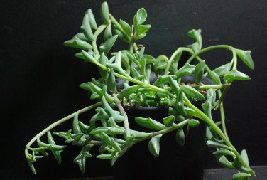 100 Seeds Dolphin Succulent - DL425C