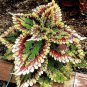 30 Seeds Rare Coleus Bonsai Foliage Plants