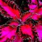 30 Seeds Rare Coleus Bonsai Foliage Plants