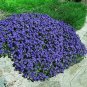 100 Seeds Creeping Thyme Seeds Or Blue ROCK CRESS