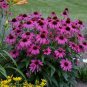 30 Seeds Echinacea White Petals Purple Centre Perennial Flower