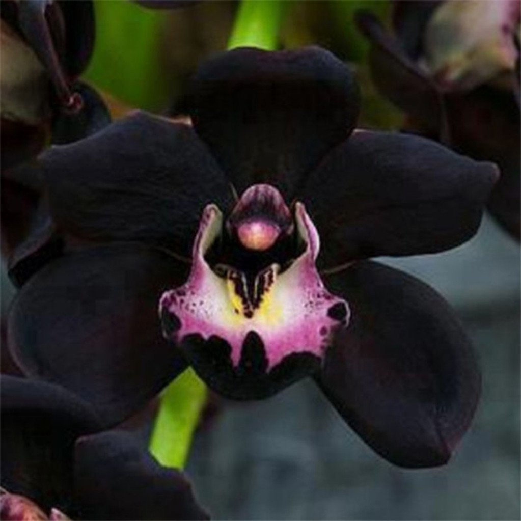 Details about   100 Pcs Black Orchid Seeds Rare Exotic Flower Big Home Garden Bonsai Plants 