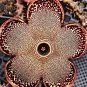 15 Seeds Edithcolea Grandis Succulent Carrion Flower