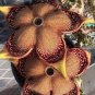 15 Seeds Edithcolea Grandis Succulent Carrion Flower