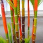 10 Seeds Lipstick Palm Cyrtostachys Renda Tree