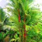 10 Seeds Lipstick Palm Cyrtostachys Renda Tree