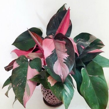 100 Seeds Philodendron Erubescens