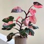 100 Seeds Philodendron Erubescens