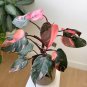 100 Seeds Philodendron Erubescens