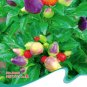 20 Seeds Original Pack Hot Chilli Sweet Pepper