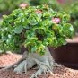 2 Seeds Dorset Horn Adenium Flower