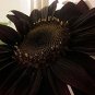 20 Seeds True Black Ornamental Sunflower