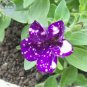 200 Seeds Garden Bonsai Petunia 'Night Sky Blue' Flowers