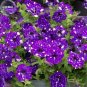 200 Seeds Garden Bonsai Petunia 'Night Sky Blue' Flowers