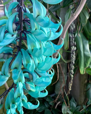5 Seeds Heirloom Jade Vine 'Strongylodon Macrobotrys' Flower