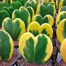 100 Seeds Hoya Kerrii 'Variegate' Seeds Sweetheart Plant Lucky-Heart Succulent