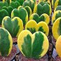 100 Seeds Hoya Kerrii 'Variegate' Seeds Sweetheart Plant Lucky-Heart Succulent