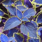 100 Seeds Japanese Bonsai Blue Coleus Plant Foliage Plants Perfect Color Dragon Beautiful Flower