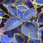 100 Seeds Japanese Bonsai Blue Coleus Plant Foliage Plants Perfect Color Dragon Beautiful Flower
