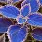 100 Seeds Japanese Bonsai Blue Coleus Plant Foliage Plants Perfect Color Dragon Beautiful Flower