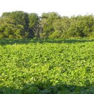 80 Seeds Kudzu Pueraria tuberosa