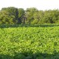 80 Seeds Kudzu Pueraria tuberosa