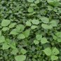 80 Seeds Kudzu Pueraria tuberosa