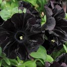 100 Seeds Super Black Cat Petunia
