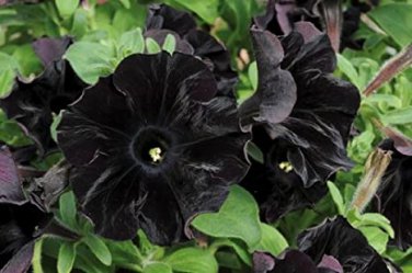 100 Seeds Super Black Cat Petunia