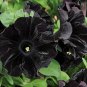 100 Seeds Super Black Cat Petunia