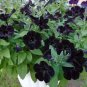 100 Seeds Super Black Cat Petunia
