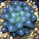 5 Seeds Haworthia obtusa 'Crystal' Light Blue Transparent Succulent Bonsai Plants