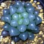 5 Seeds Haworthia obtusa 'Crystal' Light Blue Transparent Succulent Bonsai Plants