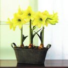 2 Bulbs True Amaryllis Bulbs hippeastrum Flowers Home Garden