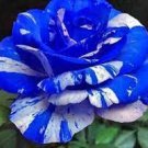 2 Seeds Rare Blue Desert Rose (Adenium)